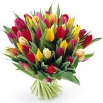 tulip